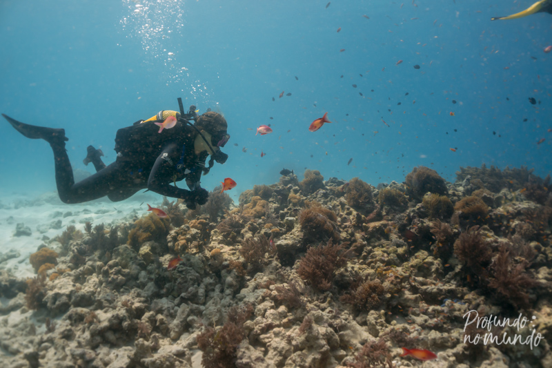 mergulho em zanzibar, mnemba island, tanzania