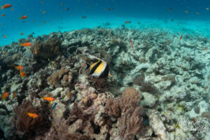 mergulho em zanzibar, mnemba island, tanzania