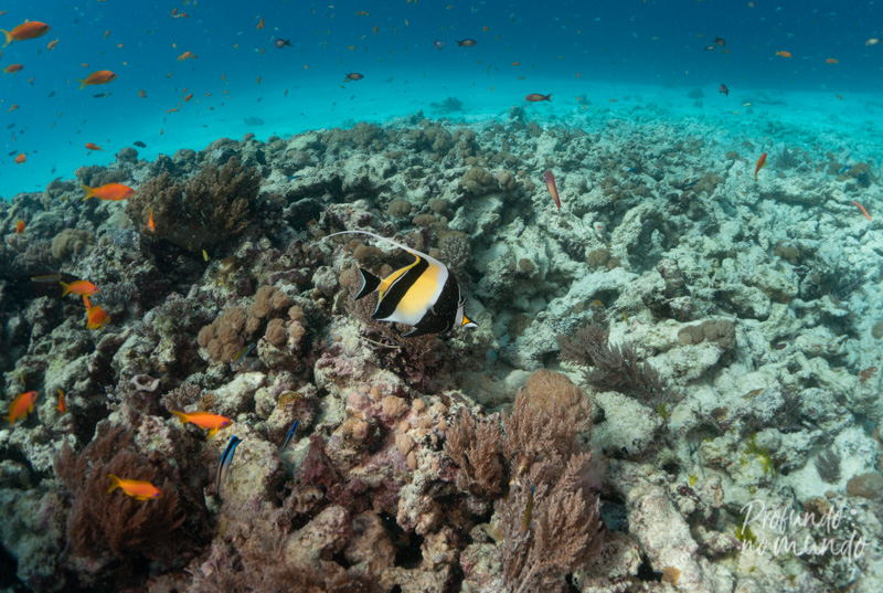 mergulho em zanzibar, mnemba island, tanzania