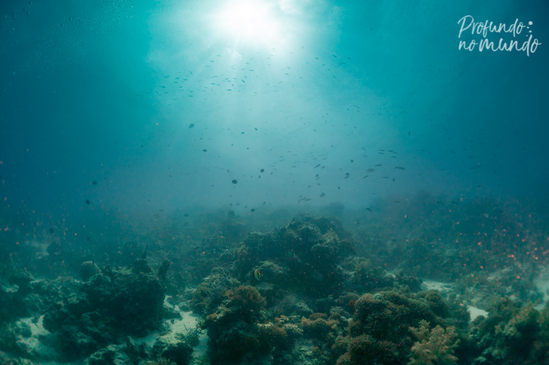 mergulho em zanzibar, mnemba island, tanzania