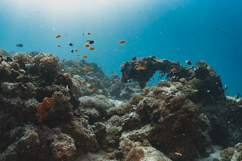 A visibilidade do mergulho em Zanzibar impressiona