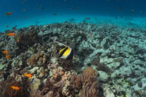 Mergulho em Zanzibar: como foi nossa experiência com a Spanish Dancer Divers