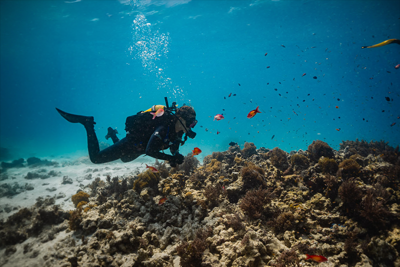 mergulho em zanzibar