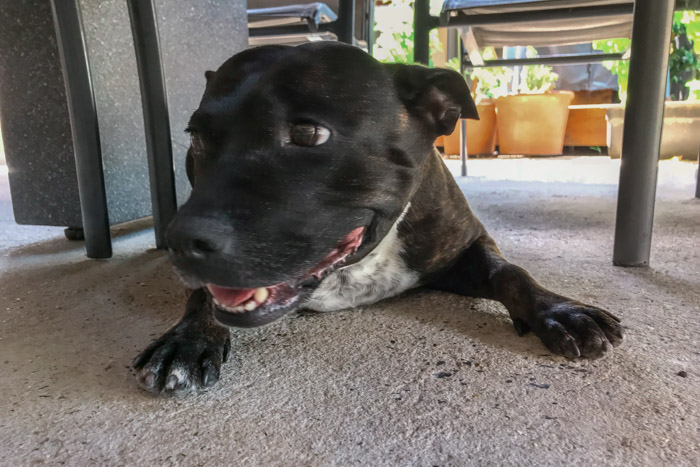 Tudo que você precisa saber sobre House Sitting