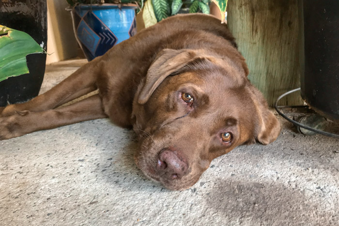 House Sitting na Austrália