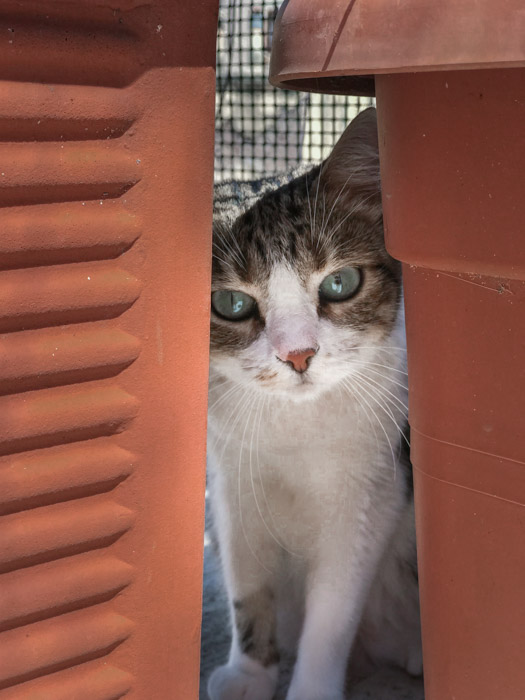 House Sitting: cuidar de animais de estimação em troca de hospedagem gratuita