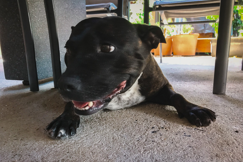 house sitting cuidando de pets pelo mundo com a Trusted Housesitters