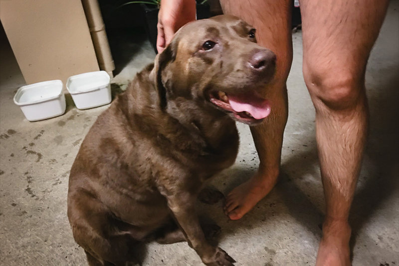 Como fazer house sitting e cuidar de pets em troca de hospedagem gratuita