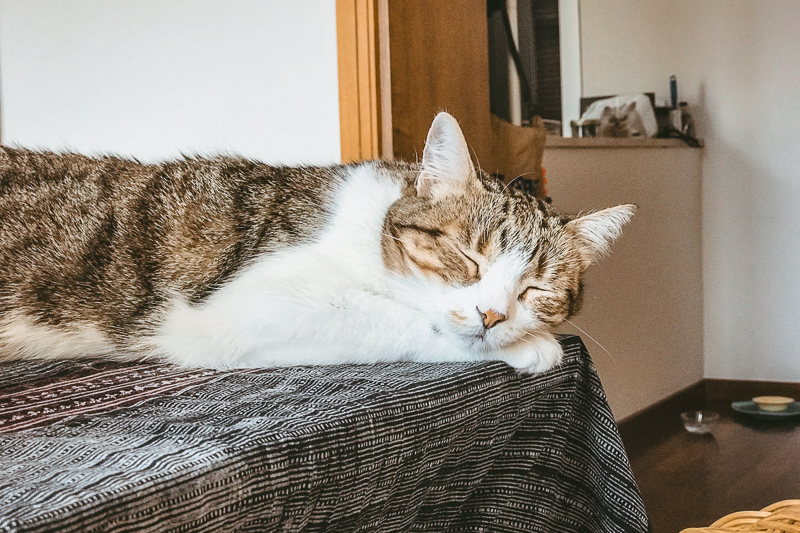 House sitting na Itália, cuidando de uma gatinha pelo Trusted Housesitters