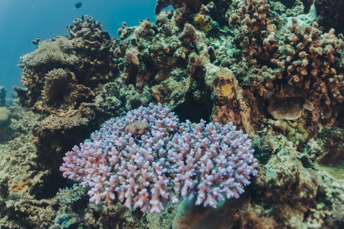 coral roxo na grande barreira da australia