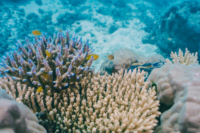 corais de Port Douglas, Grande Barreira Australiana