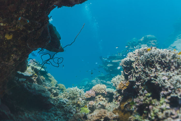 Corais coloridos no fundo azul do mar.