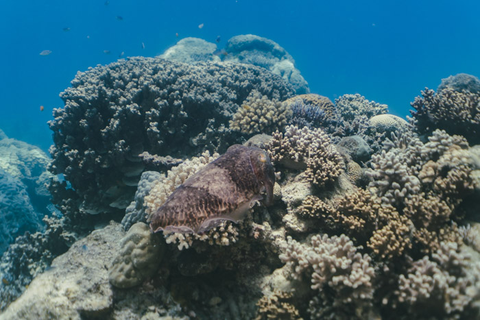 Choco (cuttlefish) quase camuflado em meio aos corais de Cairns