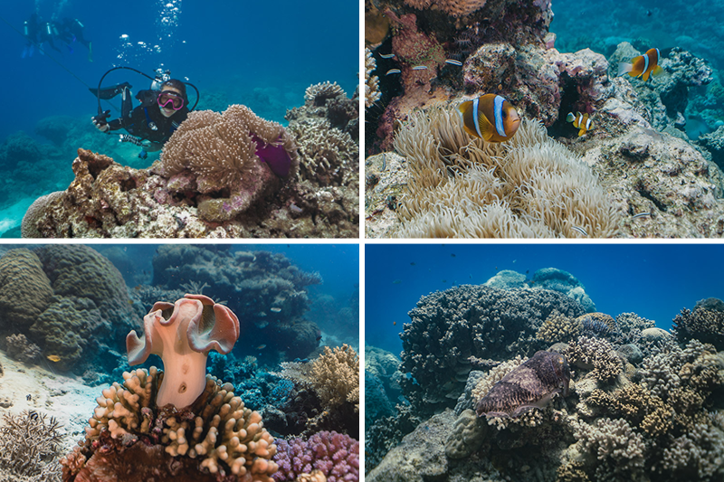 mergulho em Cairns, na Grande Barreira de Corais da Austrália