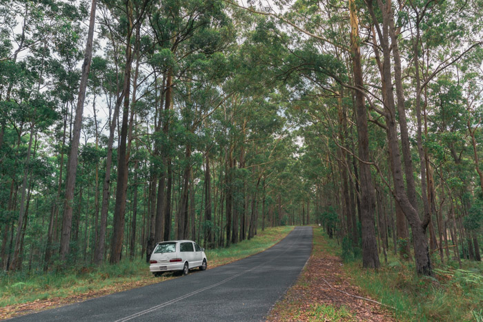 Nossa campervan em uma estrada cênica, cheia de árvores verdes e compridas