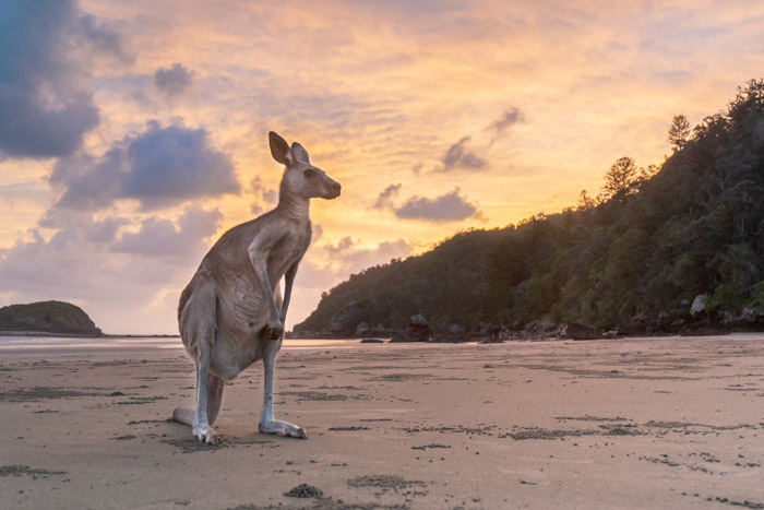 Canguru na praia em Cape Hillsborough (Australia)