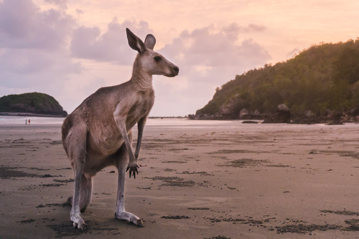 Canguru no nascer do sol, na praia de Cape Hillsborough