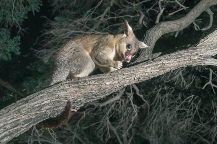 Possum: marsupial tipo gambá que apareceu nessa árvore atrás da nossa campervan