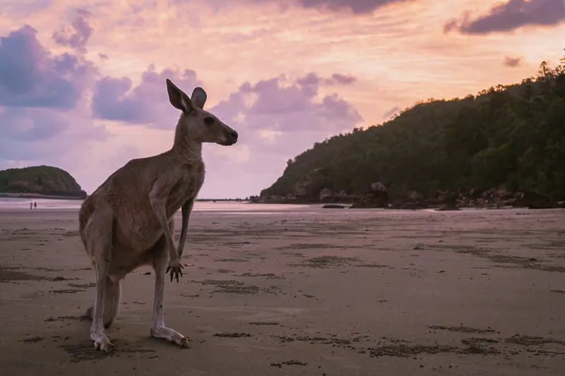 Canguru na praia de Cape Hillsborough ao nascer do sol