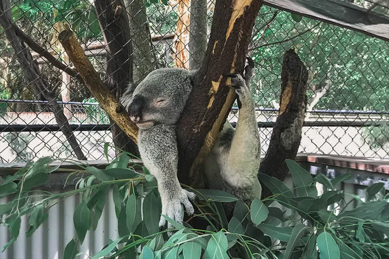 Coala em árvore em Magnetic Island