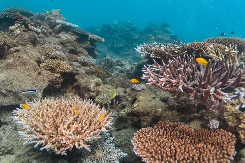 Recifes de coral em Orpheus Island