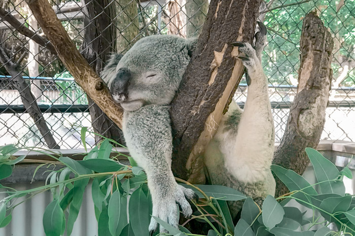 Coala em Magnetic Island