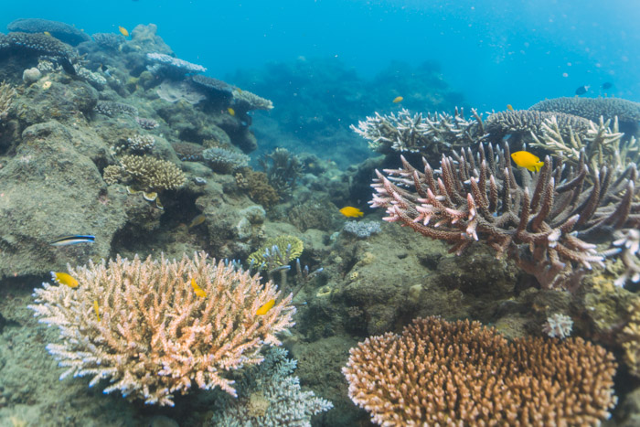 Corais e peixes da Grande Barreira de Corais, na Austrália