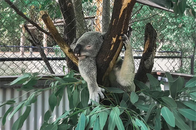 Coala descansando nos galhos de uma árvore em Magnetic Island, na Austrália