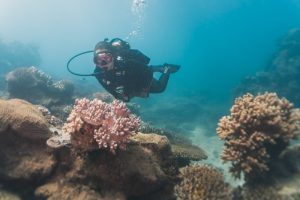 mergulho na grande barreira de corais da austrália: Orpheus Island