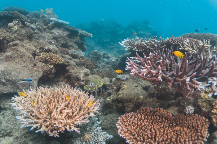 mergulho orpheus island com remote area dive