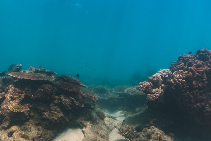 mergulho grande barreira de corais, orpheus island, australia