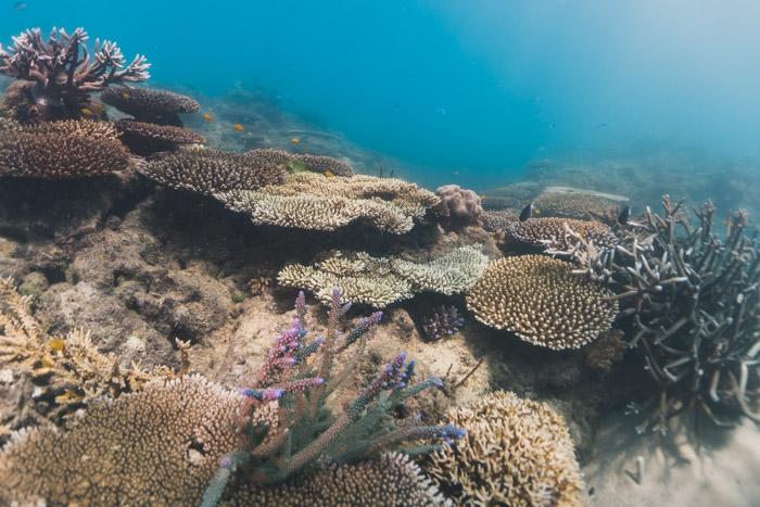 mergulho orpheus island com a remote area dive 
