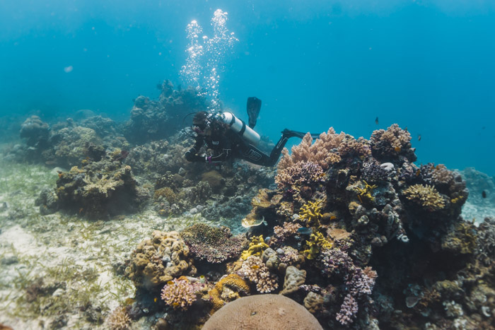 Jardim de Coral nas Filipinas