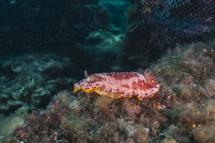 Nudibrânquio vermelho e branco no fundo do mar