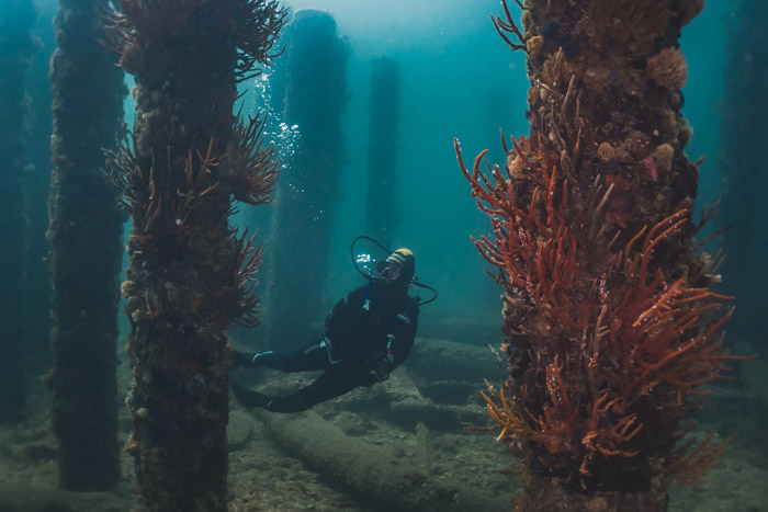 Pilares cobertos de vida marinha e troncos atravessados no fundo do oceano