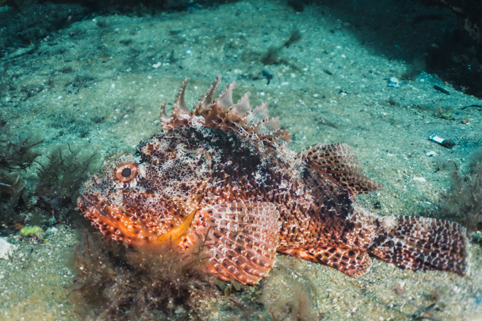 Scorpion Fish