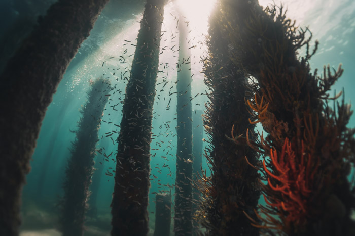 Cardumes e corais incrustados nos pilares submersos do Pier de Busselton