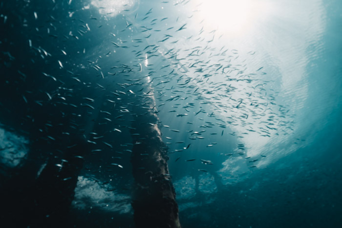 O mergulho no Pier de Busselton é um mergulho fácil, adequado para mergulhadores de todos os níveis.