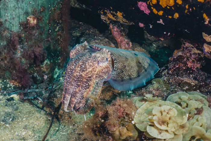 Choco (cuttlefish) no fundo do mar 