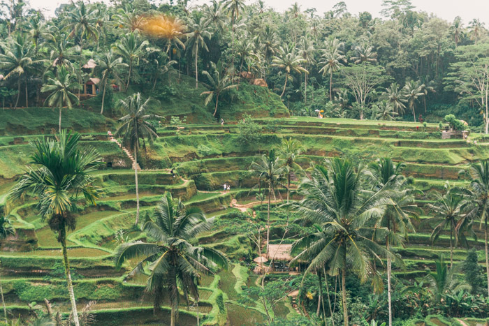 Quanto custa uma viagem para Bali? - Terraços de Arroz em Ubud