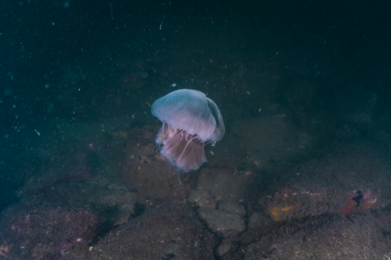 Agua-viva em Ilhabela