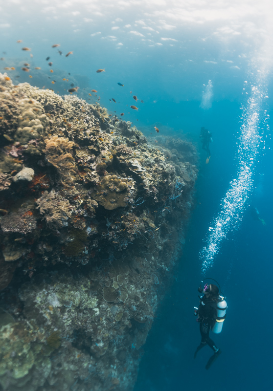 Mergulho nas Filipinas: paredâo de coral em Cebu
