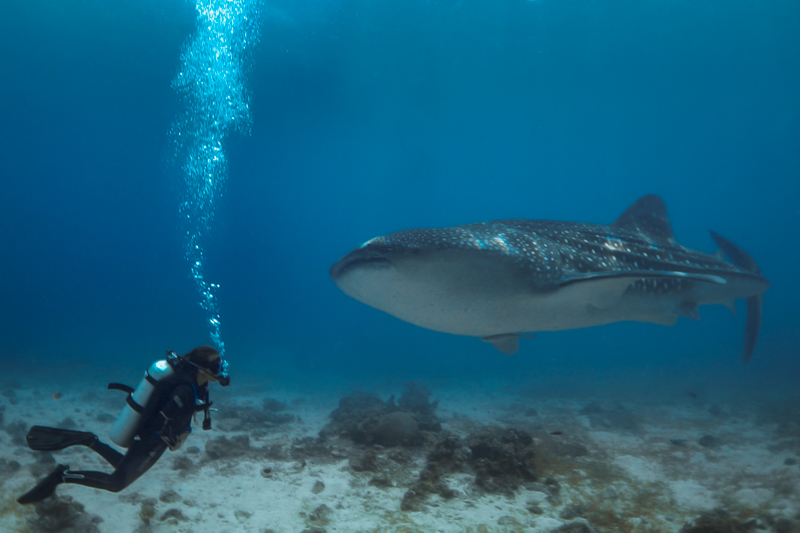 Mergulho com tubarão-baleia em Oslob