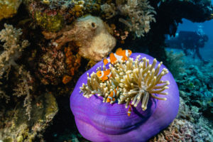 Mergulho nas Filipinas: peixe-palhaço e anêmona em Cebu