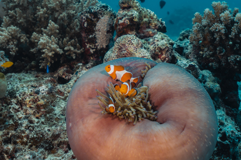 Mergulho nas Filipinas - Cebu