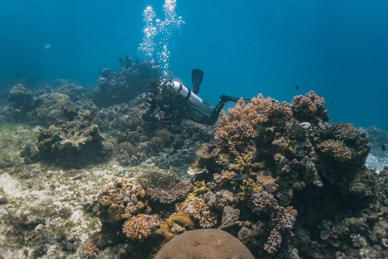 Mergulho nas Filipinas: vida marinha abundante e colorida