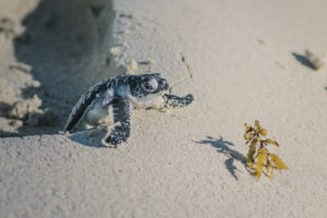 ciclo de vida das tartarugas marinhas