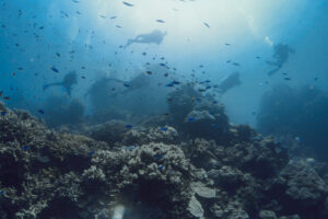 mergulhadores e corais na grande barreira da austrália - profundo no mundo