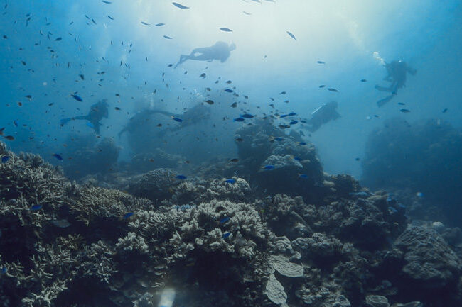 mergulhadores e corais na grande barreira da austrália - profundo no mundo
