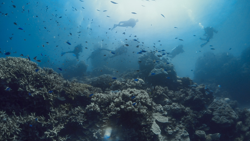 mergulhadores e corais na grande barreira da austrália - profundo no mundo